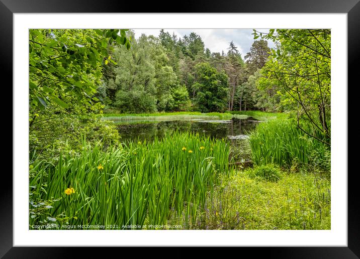 Yellow irises around Loch Dunmore, Faskally Forest Framed Mounted Print by Angus McComiskey