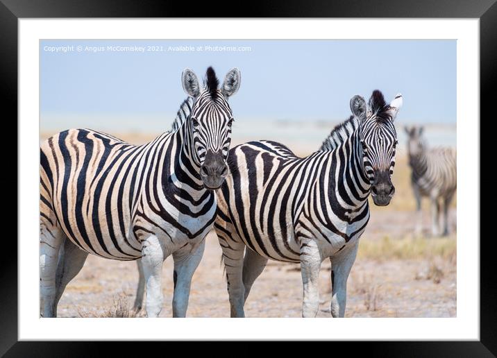 Pair of curious zebras Framed Mounted Print by Angus McComiskey