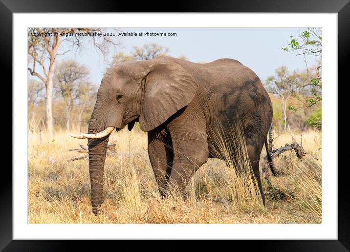 African elephant bull in grassland, Botswana Framed Mounted Print by Angus McComiskey