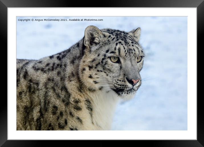 Snow leopard portrait #2 Framed Mounted Print by Angus McComiskey