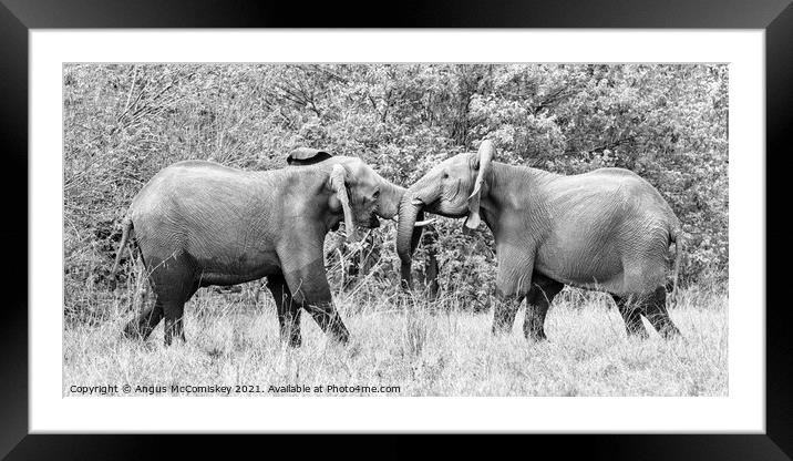 Sparring young African bull elephants mono Framed Mounted Print by Angus McComiskey