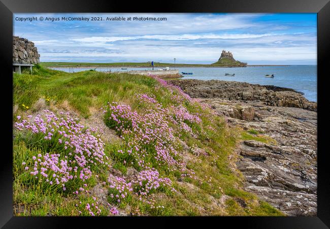 Sea thrift on shoreline, Holy Island Framed Print by Angus McComiskey