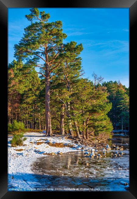 Loch an Eilein in winter Framed Print by Angus McComiskey