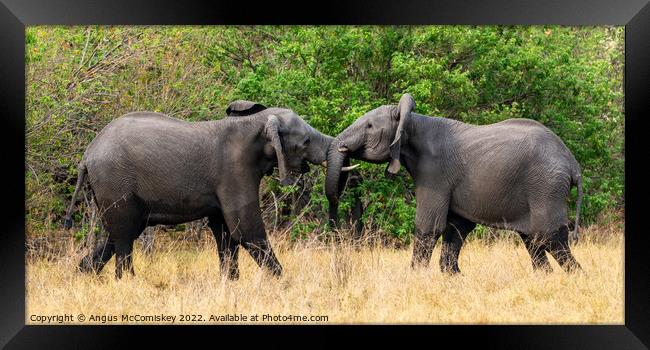 Sparring young African bull elephants Framed Print by Angus McComiskey