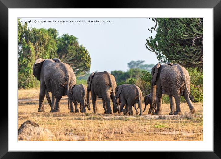 Family of elephants disappearing into bush, Uganda Framed Mounted Print by Angus McComiskey