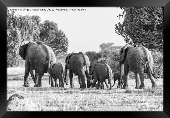 Elephant family disappearing into bush Uganda mono Framed Print by Angus McComiskey