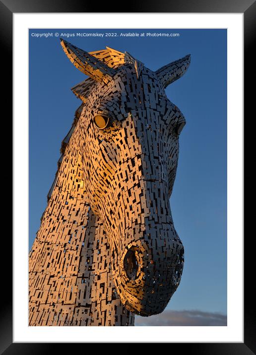 Kelpie head at golden hour Framed Mounted Print by Angus McComiskey