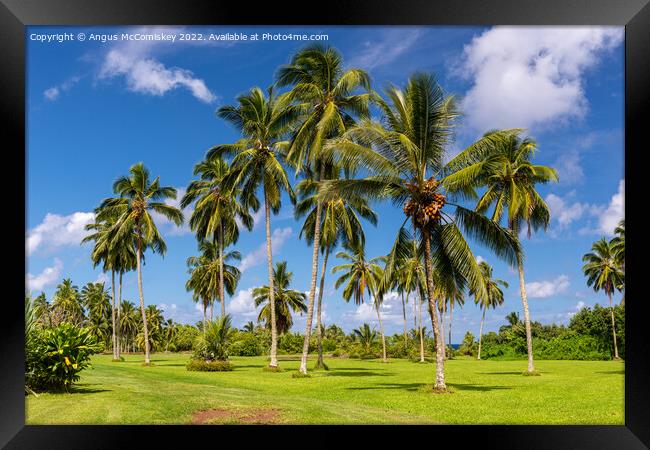 Palm trees in Kahanu Garden on Maui Island, Hawaii Framed Print by Angus McComiskey