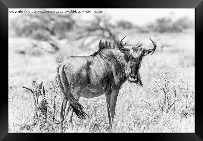 Solitary wildebeest, Etosha National Park, Namibia Framed Print by Angus McComiskey