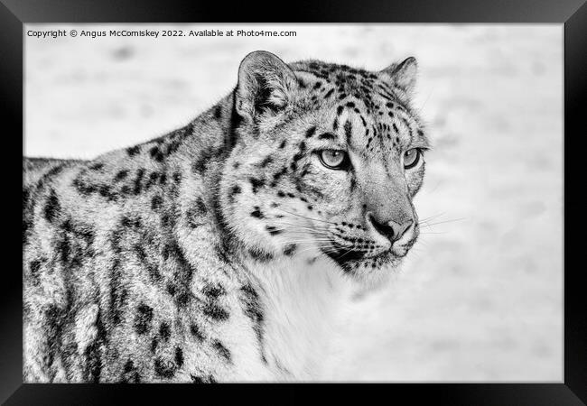 Snow leopard portrait #2 mono Framed Print by Angus McComiskey