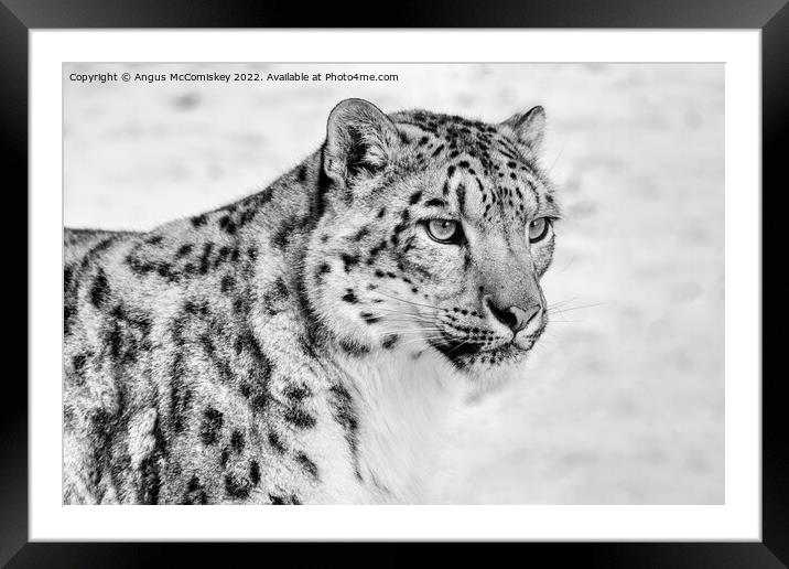 Snow leopard portrait #2 mono Framed Mounted Print by Angus McComiskey