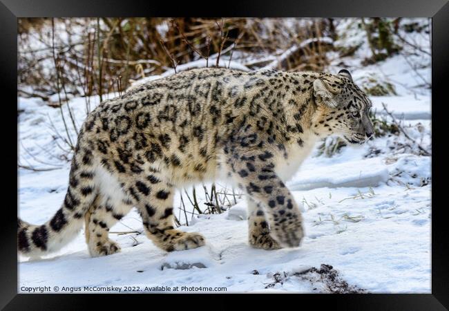 Snow leopard on the prowl Framed Print by Angus McComiskey