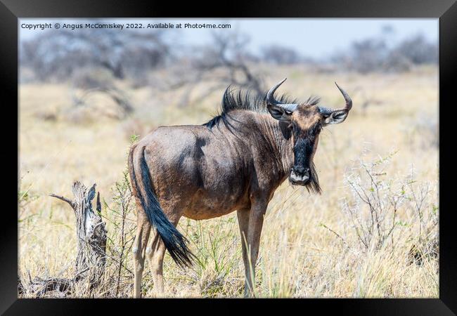 Solitary blue wildebeest, Etosha National Park Framed Print by Angus McComiskey