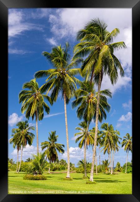 Coconut palms in Kahanu Garden on Maui, Hawaii Framed Print by Angus McComiskey