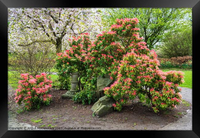 Spring Blossom in Lauriston Castle Japanese Garden Framed Print by Angus McComiskey