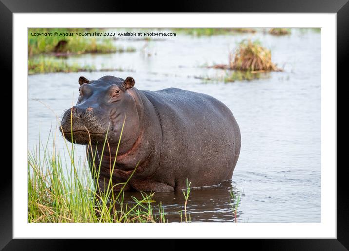 Defiant hippo, Okavango Delta, Botswana Framed Mounted Print by Angus McComiskey