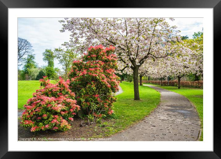 Spring Blossom in Lauriston Castle Japanese Garden Framed Mounted Print by Angus McComiskey
