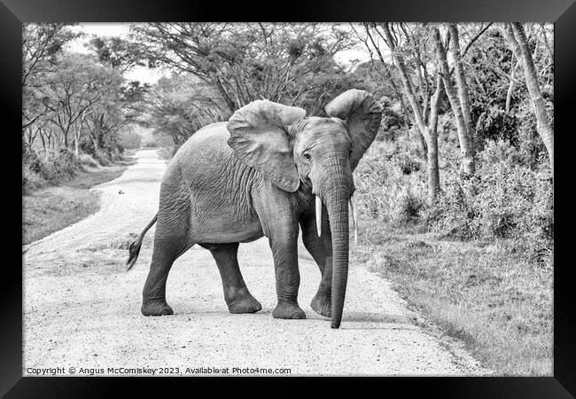 Young bull elephant on track in Uganda monochrome Framed Print by Angus McComiskey
