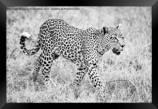 Leopard on the move in Botswana (monochrome) Framed Print by Angus McComiskey