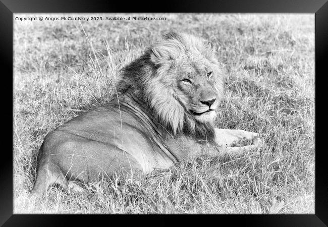 Male lion Botswana (monochrome) Framed Print by Angus McComiskey
