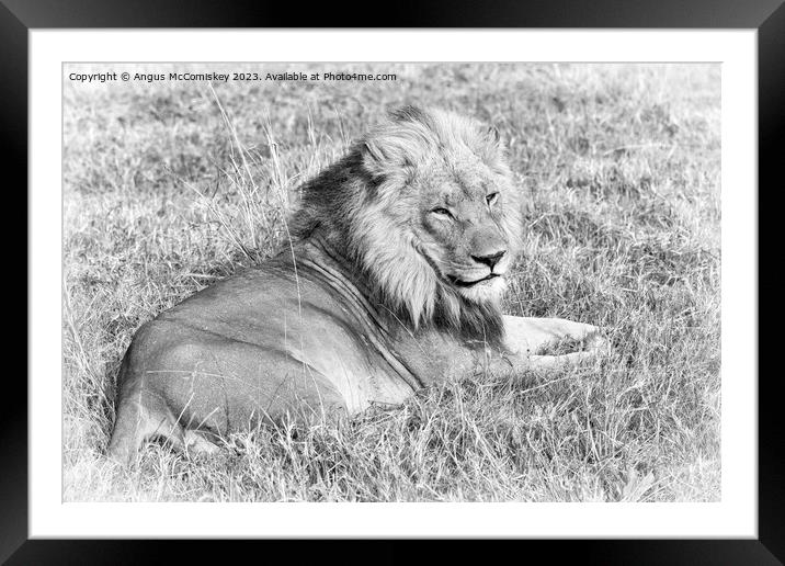 Male lion Botswana (monochrome) Framed Mounted Print by Angus McComiskey