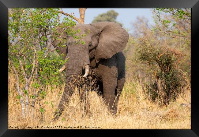 Mature bull elephant in grassland, Botswana Framed Print by Angus McComiskey