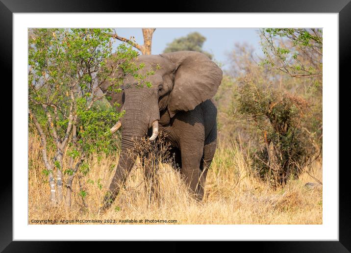 Mature bull elephant in grassland, Botswana Framed Mounted Print by Angus McComiskey