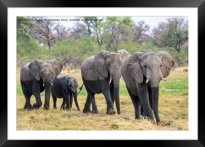 Elephants leaving river in Okavango Delta Botswana Framed Mounted Print by Angus McComiskey