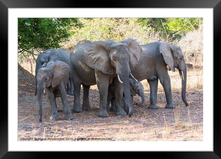 Family group of African elephants, Zambia Framed Mounted Print by Angus McComiskey