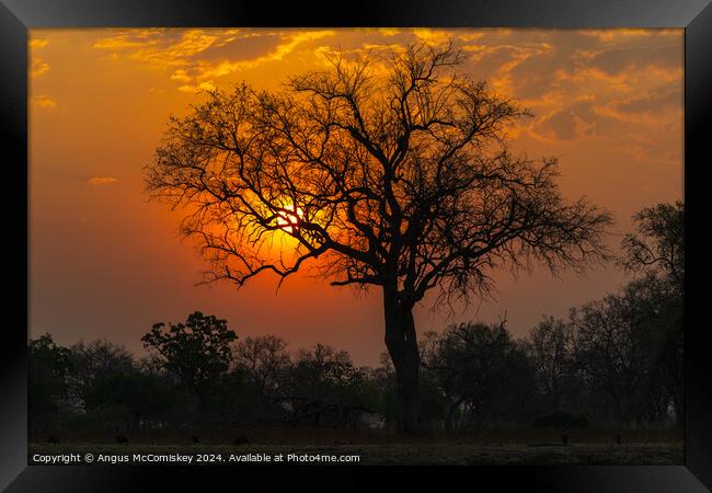 African sunset, Zambia Framed Print by Angus McComiskey