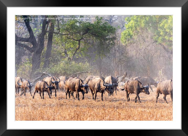 Cape buffalo on the move in Zambia Framed Mounted Print by Angus McComiskey