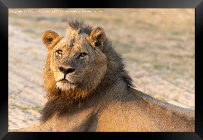 King of the pride, a proud male lion, Zambia Framed Print by Angus McComiskey