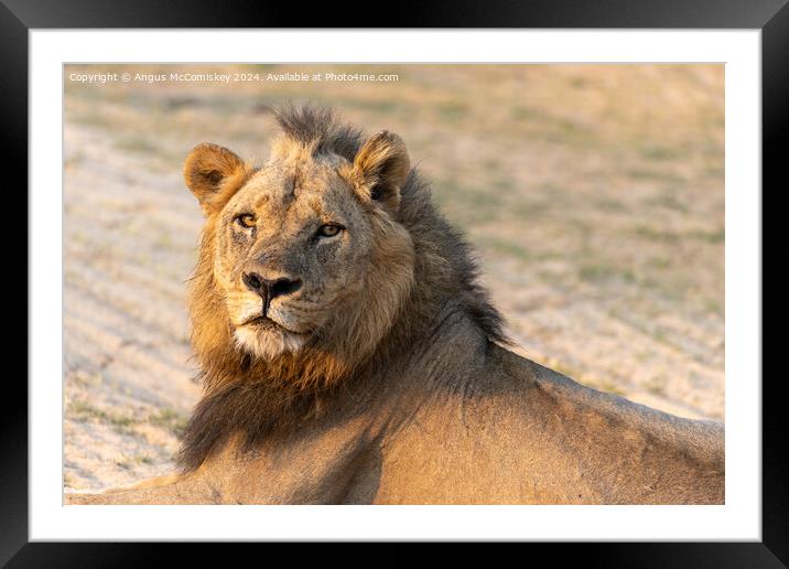 King of the pride, a proud male lion, Zambia Framed Mounted Print by Angus McComiskey
