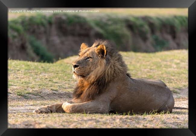 Majestic male lion at sunrise, Zambia Framed Print by Angus McComiskey