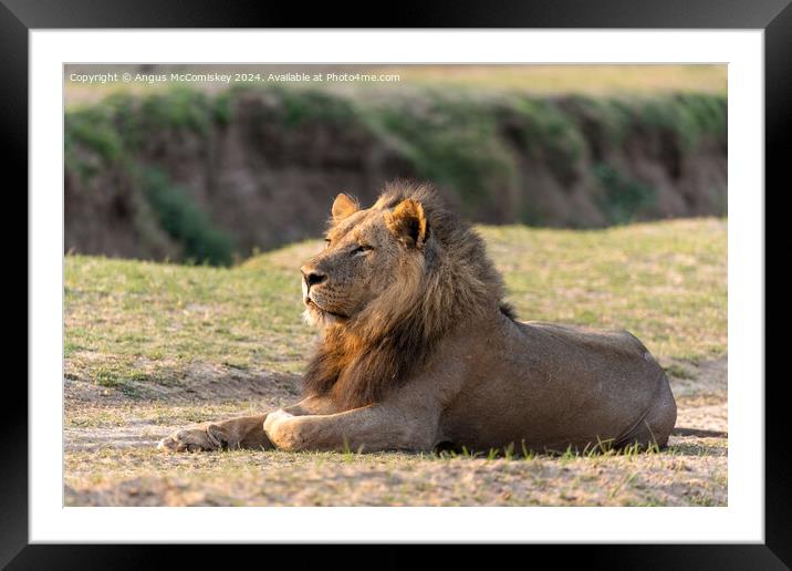 Majestic male lion at sunrise, Zambia Framed Mounted Print by Angus McComiskey