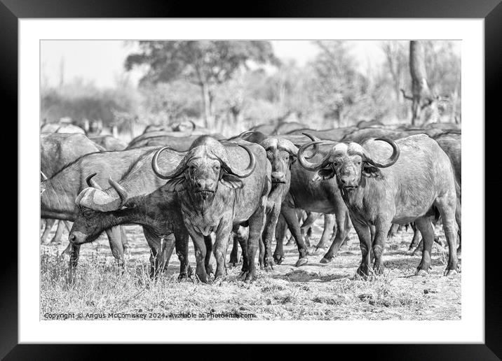 Curious cape buffalo, Zambia (black and white) Framed Mounted Print by Angus McComiskey