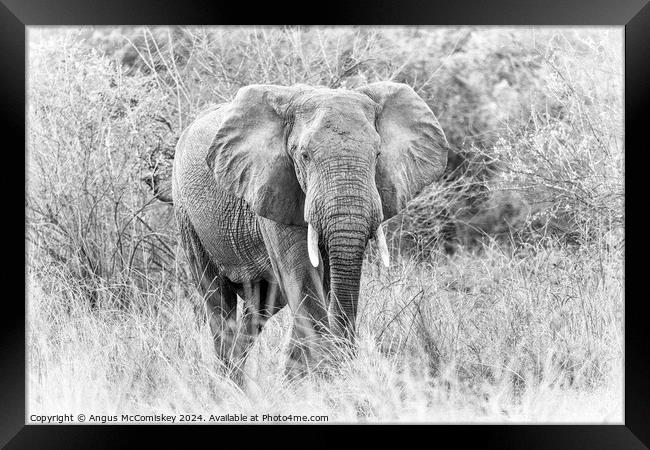 African bull elephant in grassland, Zambia Framed Print by Angus McComiskey