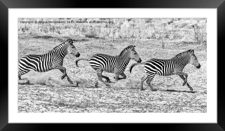 Galloping zebras Zambia (black and white) Framed Mounted Print by Angus McComiskey