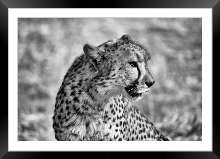 Portrait of a cheetah sitting Framed Mounted Print by Angus McComiskey