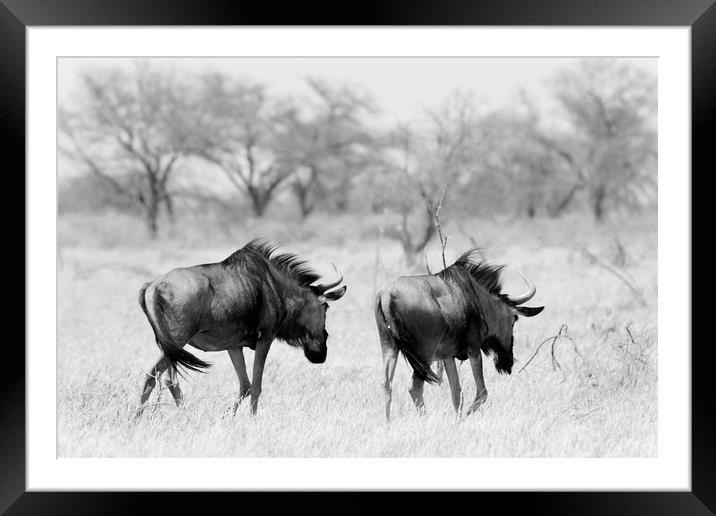 Wildebeest disappearing into bush Framed Mounted Print by Angus McComiskey