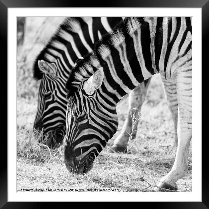 Zebras grazing Framed Mounted Print by Angus McComiskey