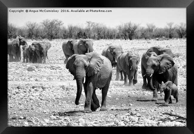 African elephants with young approaching waterhole Framed Print by Angus McComiskey
