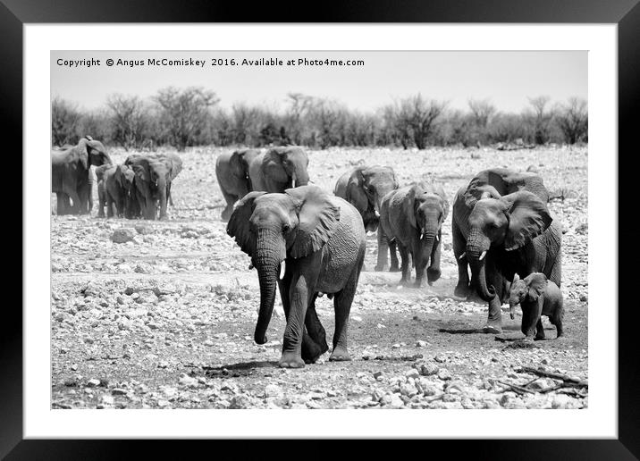 African elephants with young approaching waterhole Framed Mounted Print by Angus McComiskey