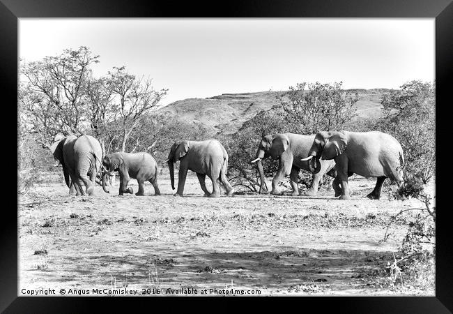 Desert elephants  Framed Print by Angus McComiskey
