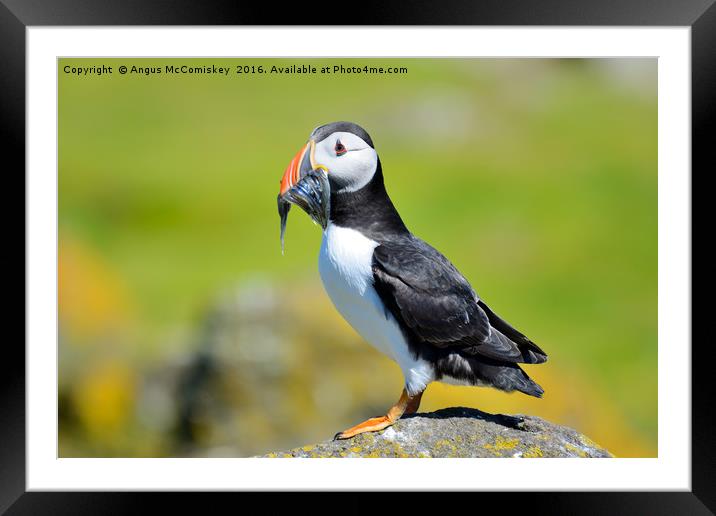 Puffin with sand eels Framed Mounted Print by Angus McComiskey