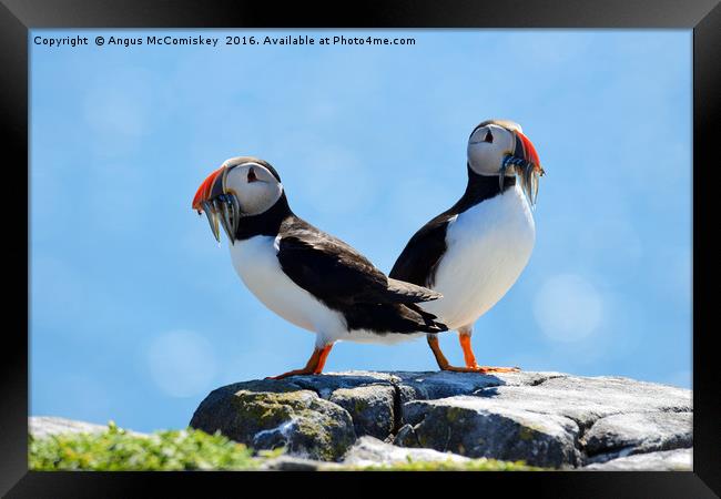Isle of May Puffins Framed Print by Angus McComiskey