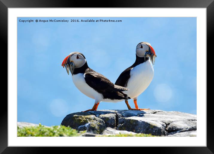 Isle of May Puffins Framed Mounted Print by Angus McComiskey