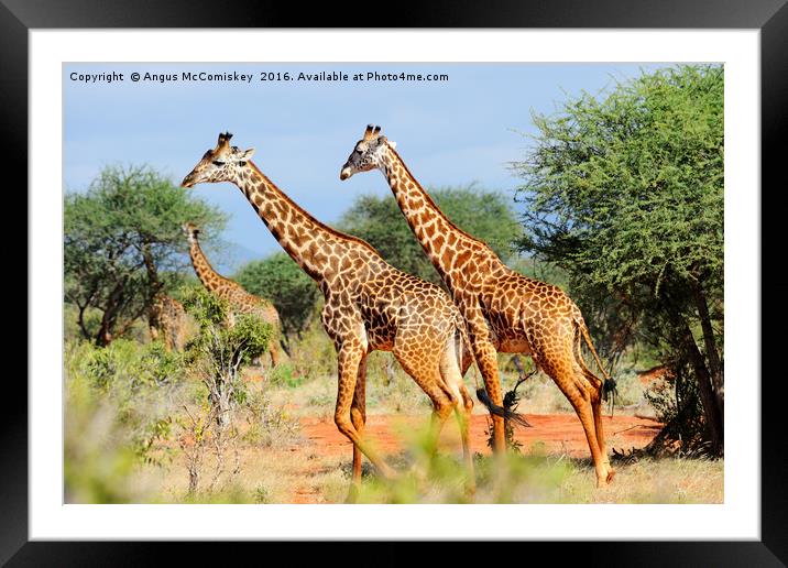 Giraffes browsing acacia trees Framed Mounted Print by Angus McComiskey