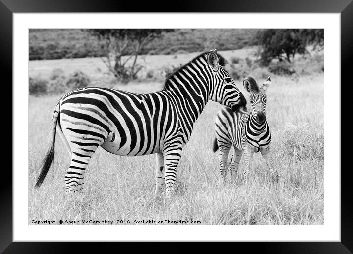 Female zebra with foal mono Framed Mounted Print by Angus McComiskey