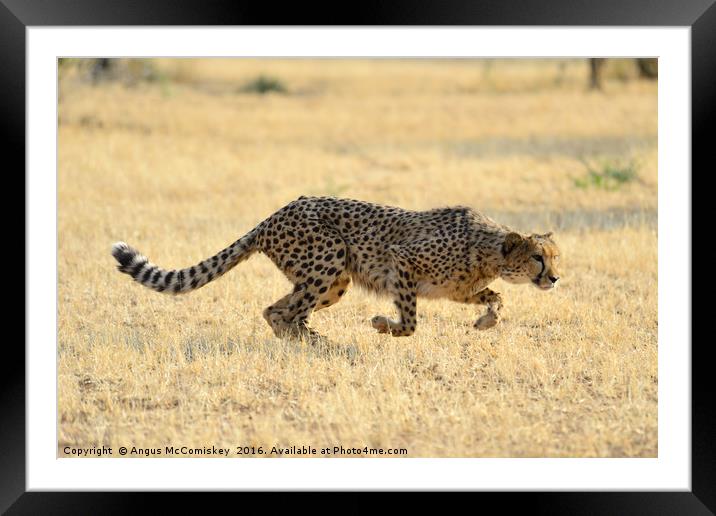 Cheetah springs into action Framed Mounted Print by Angus McComiskey